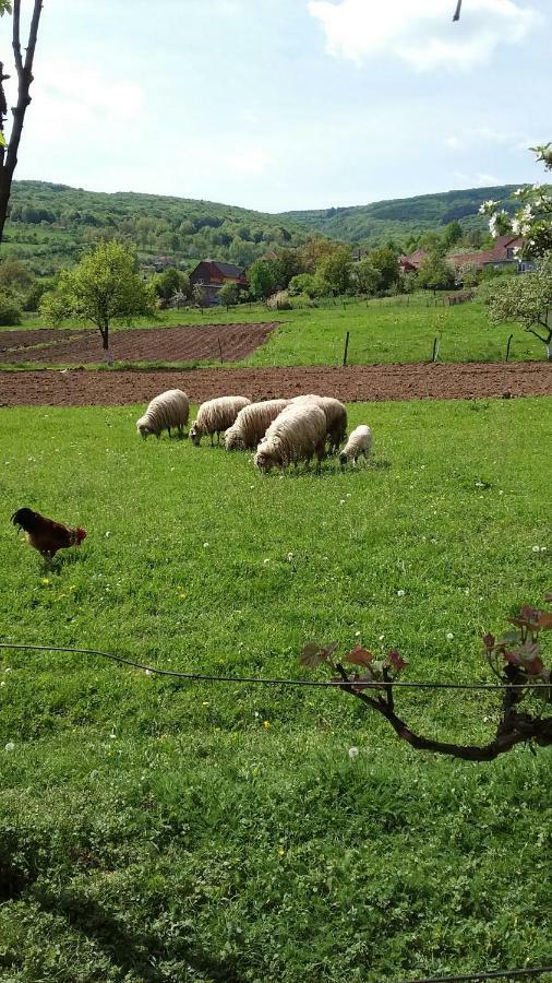 Pensiunea Tarina Suncuius Dış mekan fotoğraf